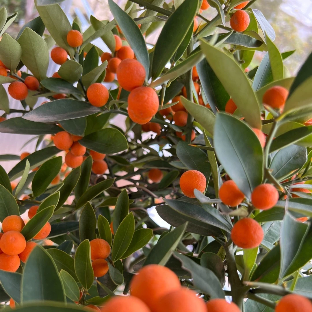 5一物一拍籽播苗人工培育福豆观果观叶同安凤巢耐热耐寒阳台盆栽