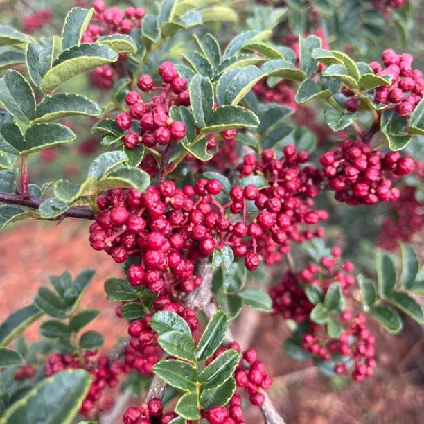 【新品特价】四川大凉山红花椒(干)