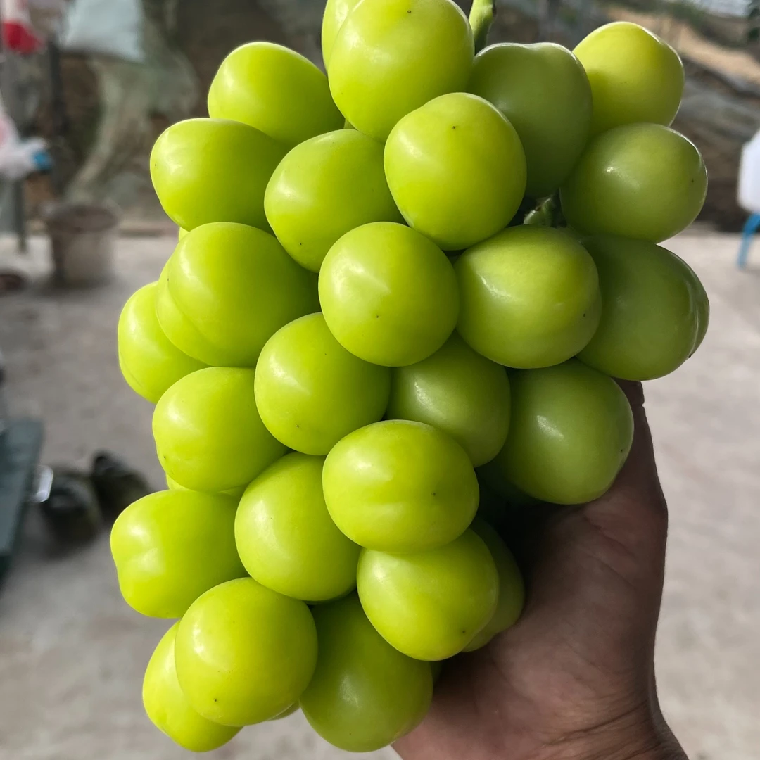 【顺丰】正宗大凉山(川果侠-西昌)阳光玫瑰葡萄糖斑晴王青提5斤