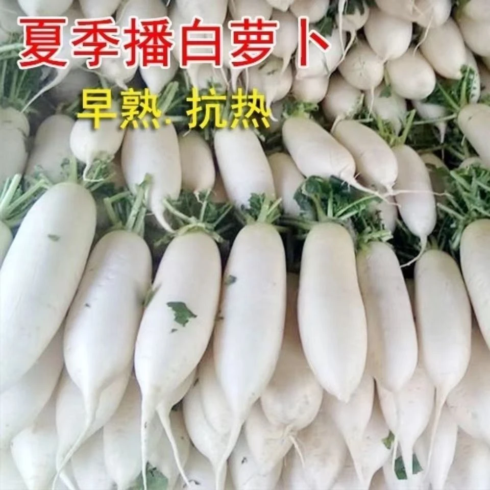【秋播】白萝卜白玉萝卜新鲜生吃脆甜多汁新鲜白萝卜耐室外蔬耐寒