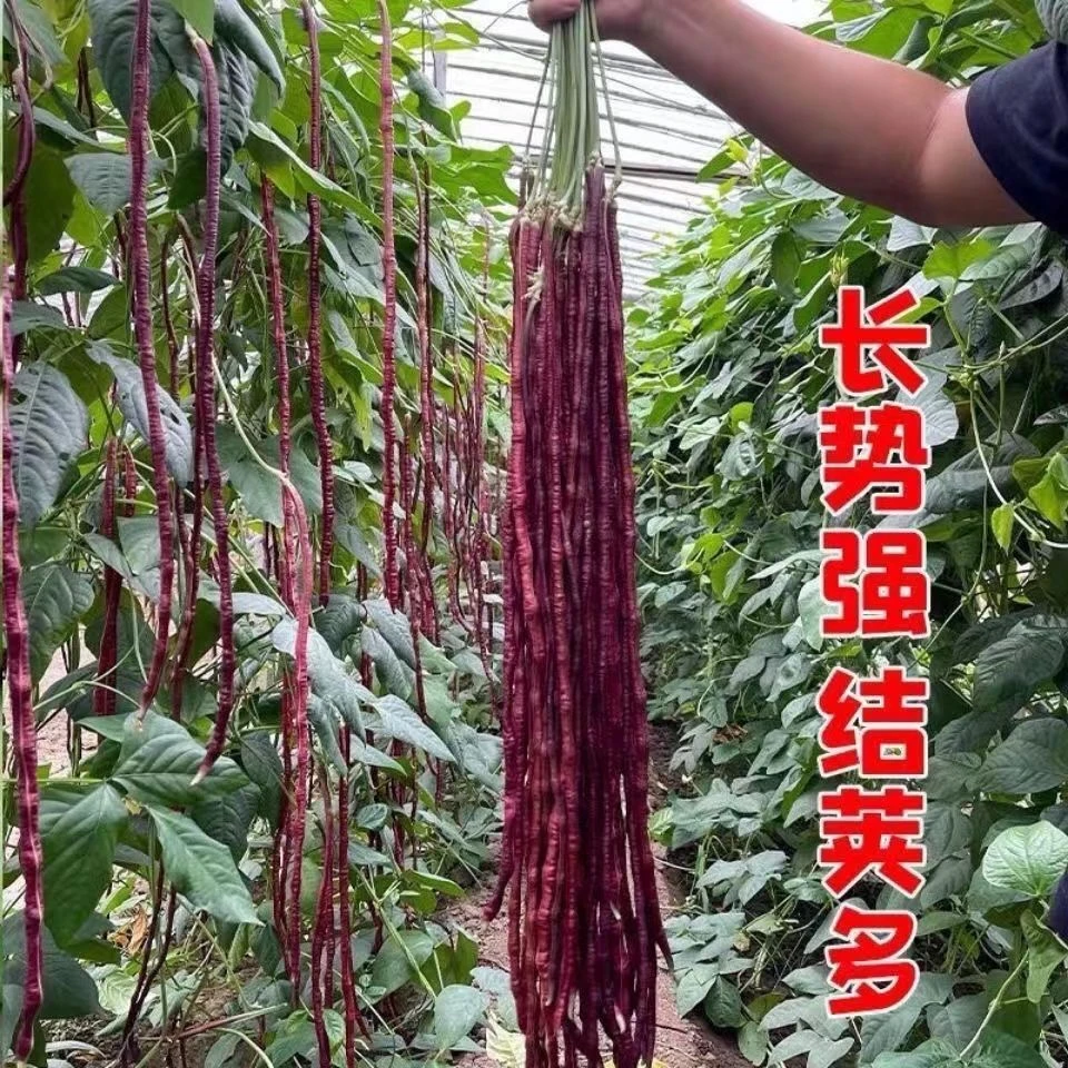 【秋播】高产耐热耐寒春秋红长豇豆种子十月红豆角缸豆室外蔬耐寒