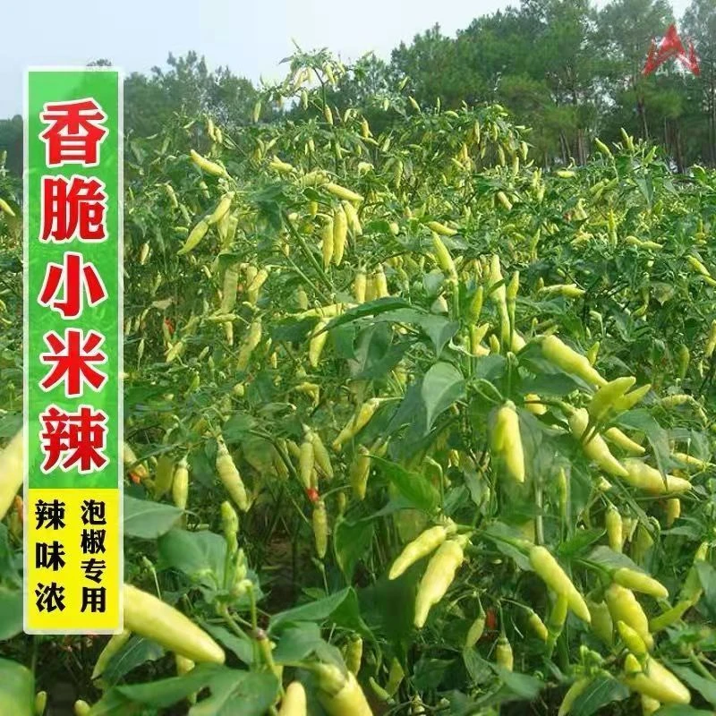 【四季播种】泡椒小米椒种子朝天椒泡椒小米辣椒高产春夏秋冬耐寒