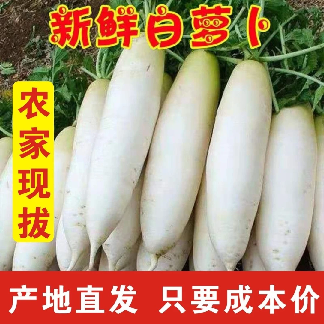 【秋播】新鲜白萝卜白皮萝卜当季象牙白萝卜可腌制食用室外蔬耐寒