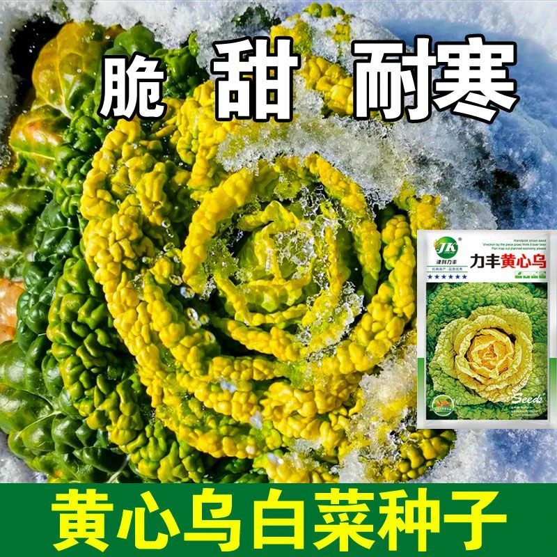 【秋播】黄心乌塌菜种子耐寒黄心菜菊花心高产营养四季室外蔬耐寒
