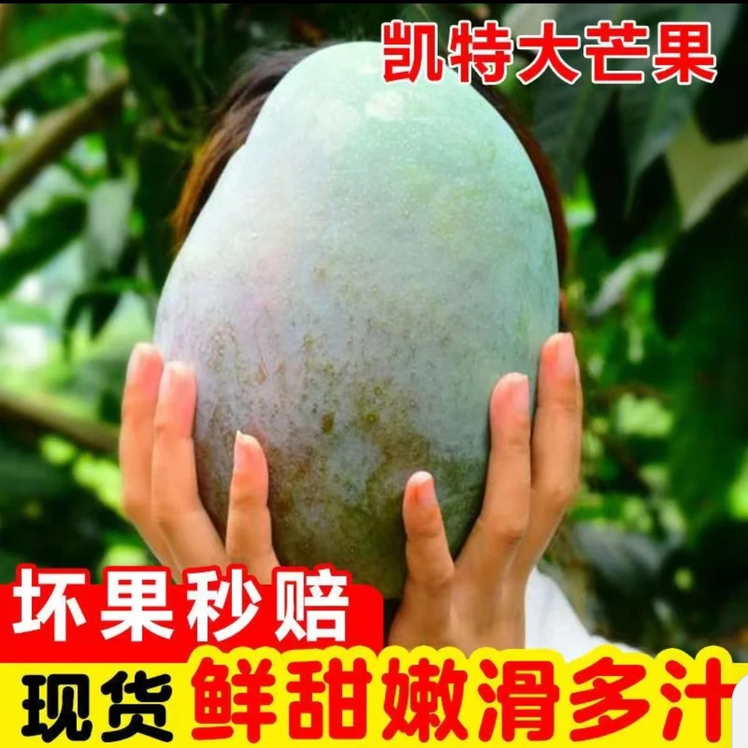 【大芒果10斤】攀枝花芒果凯特大脸芒酸甜多汁芒果香味浓现摘