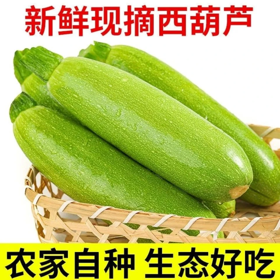 【露天现摘西葫芦】5斤新鲜蔬菜露天西葫芦包邮