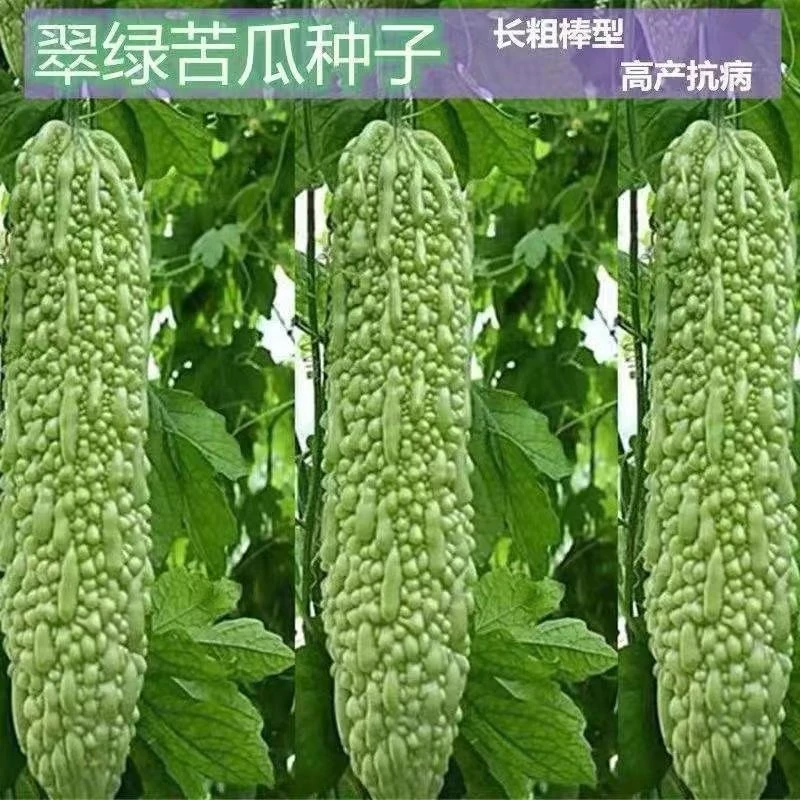 高产苦瓜苗早熟苦瓜苗大肉苦瓜苗原土穴盘好活