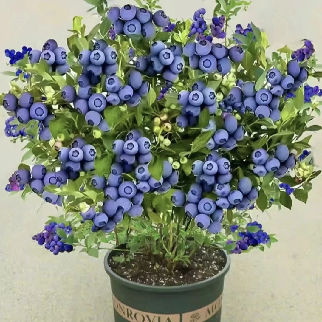 盆栽地栽植物室内客厅摆放花带苞南北方种植四季开花好养易活