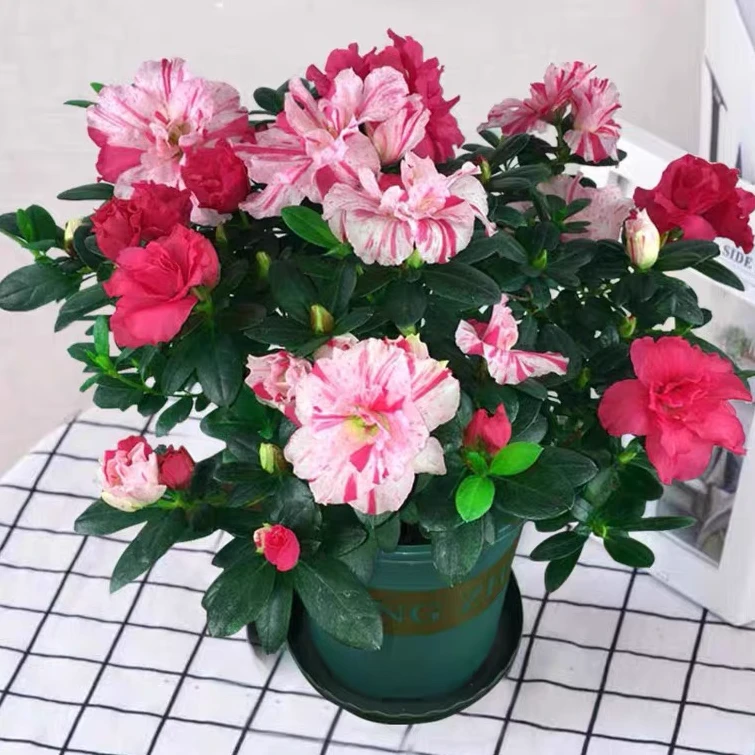五彩喷砂杜鹃花盆栽世纪曙光植物室内带花好养的花四季开花不断