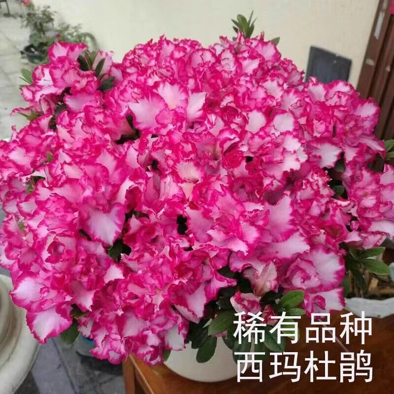 彩色杜鹃花西玛杜鹃花盆栽红双喜花卉绿植四季开花不断植物带花苞
