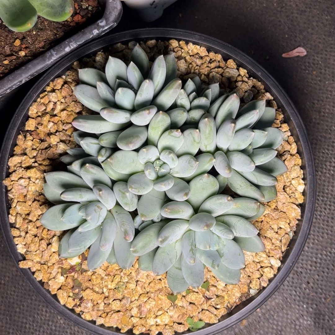 袁*多肉植物松果美人