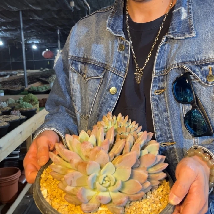 奥普缀多肉植物一物一拍