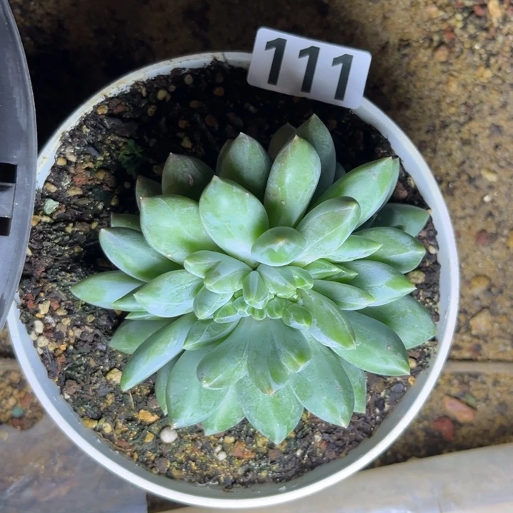 多肉植物重楼缀111