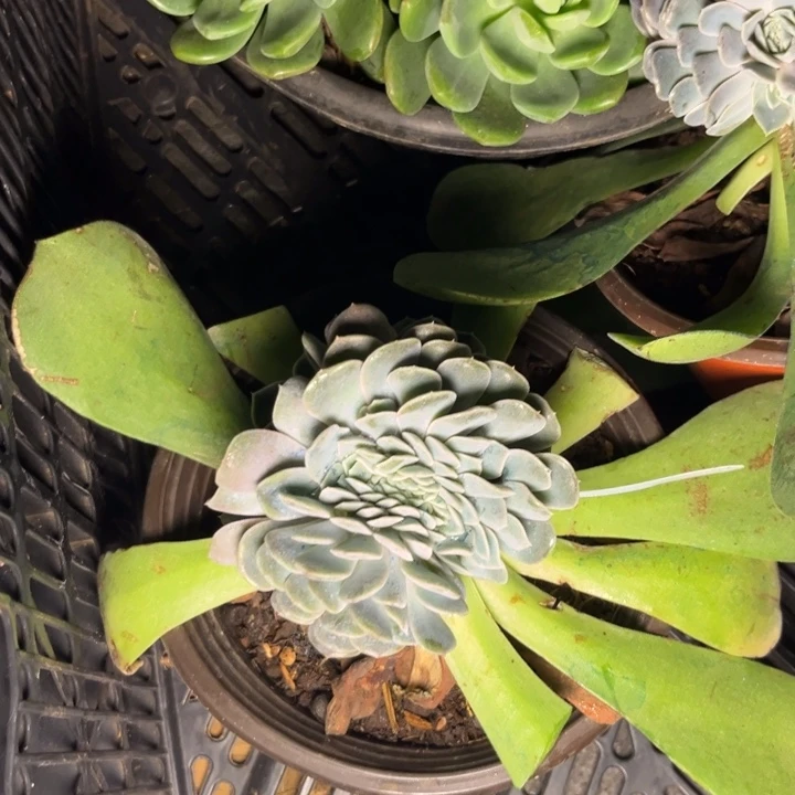 庄*多肉植物汉堡缀