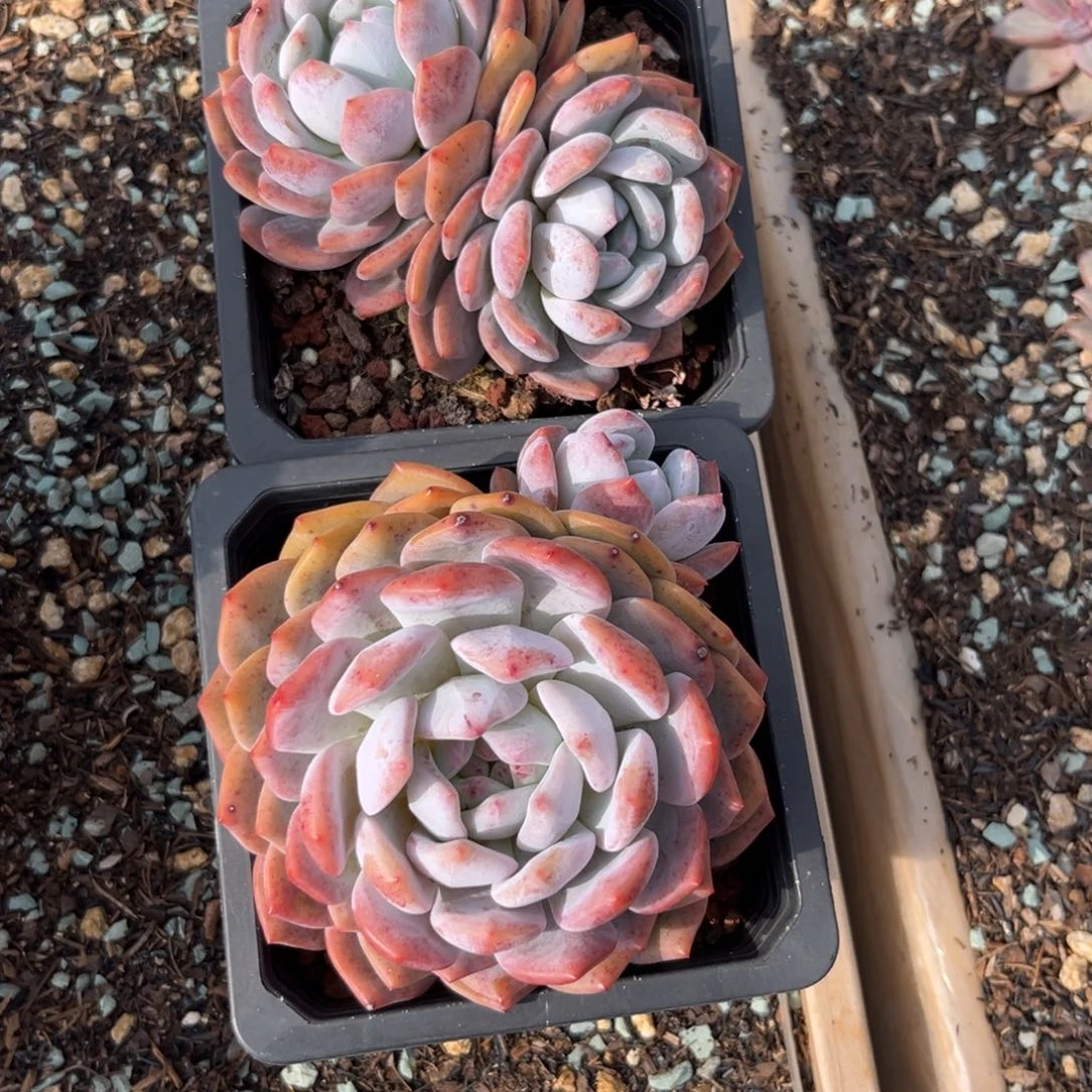 多肉植物两颗橙子