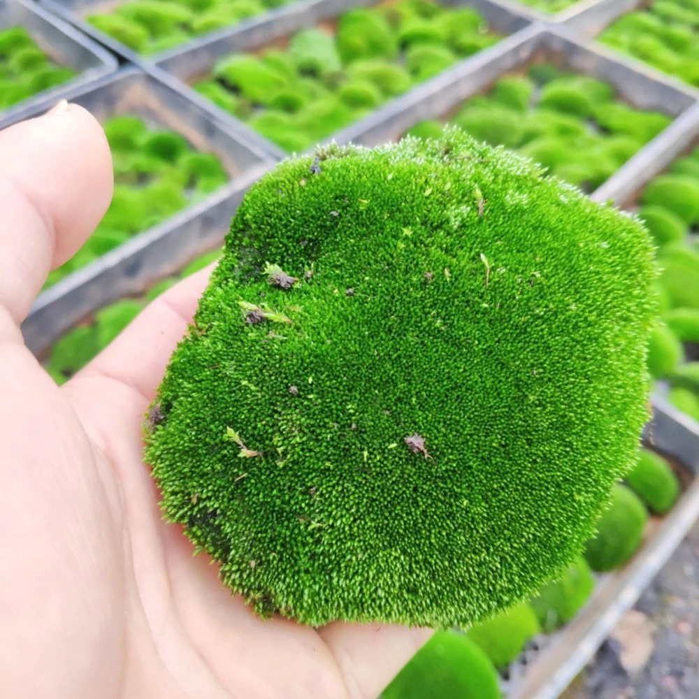 鲜活苔藓微景观植物盆景盆栽水陆缸假山草造景材料白发藓短绒青苔
