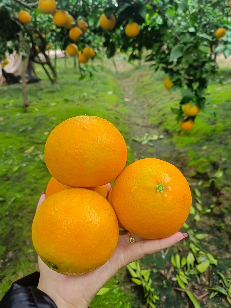 爱媛果冻纯甜，橙皮薄肉嫩，入口即化。精品特大果9个5斤装