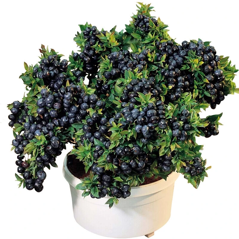 蓝莓苗盆栽地栽特大蓝莓果树苗南方北方种植阳台庭院四季蓝莓树苗