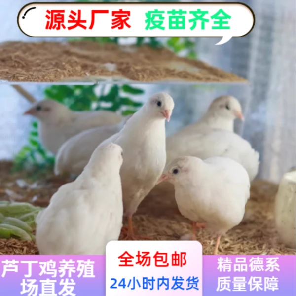 50-60天成年芦丁鸡下蛋鸡疫苗齐全品质保障精品芦丁50g（现宰现杀）