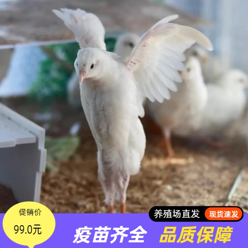45-60天成年下蛋鸡德系精品芦丁鸡包邮包损全国发货50g（顺丰包邮）