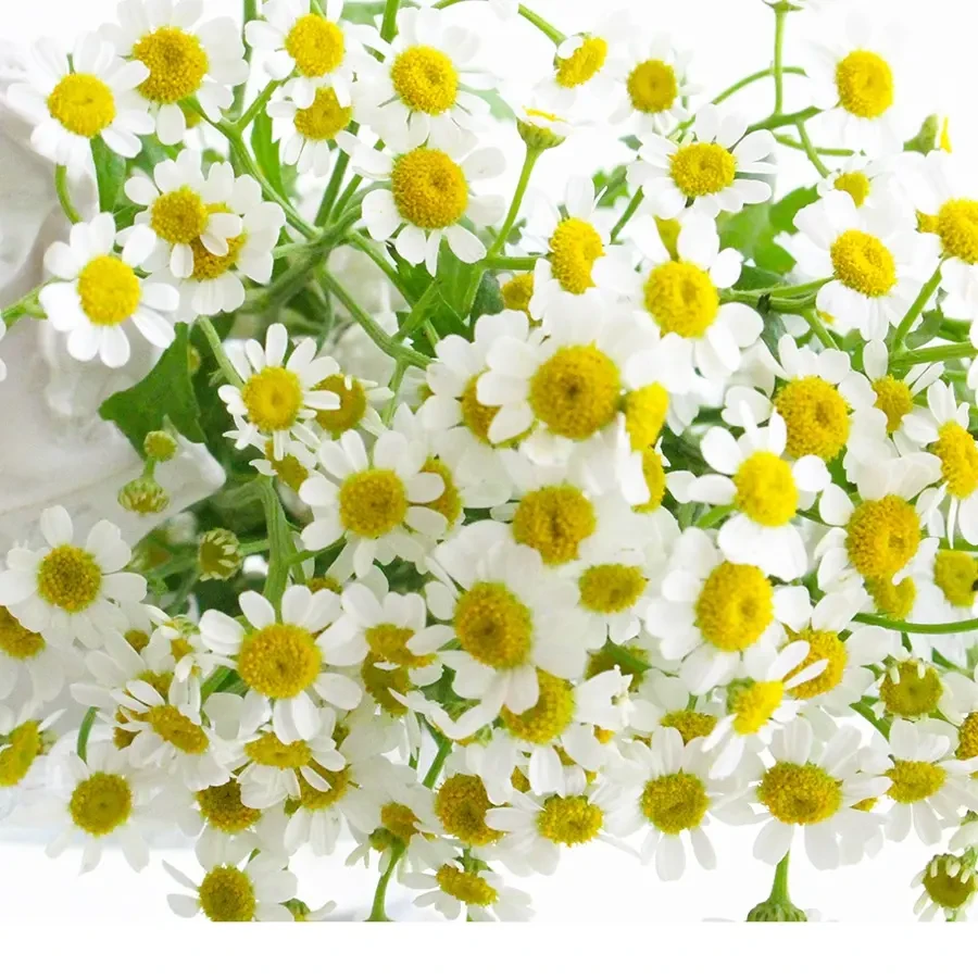 洁白洋甘菊花束适合婚庆和家庭插花