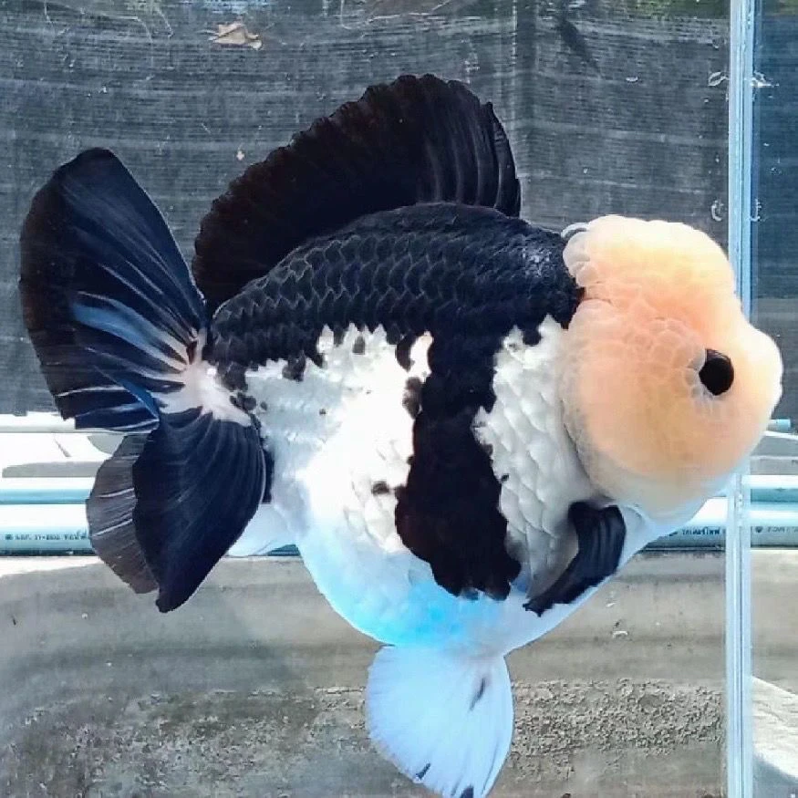 9-11cm玛丽泰狮三色超萌好物白泰狮百褶裙冷水淡水观赏鱼好养耐活