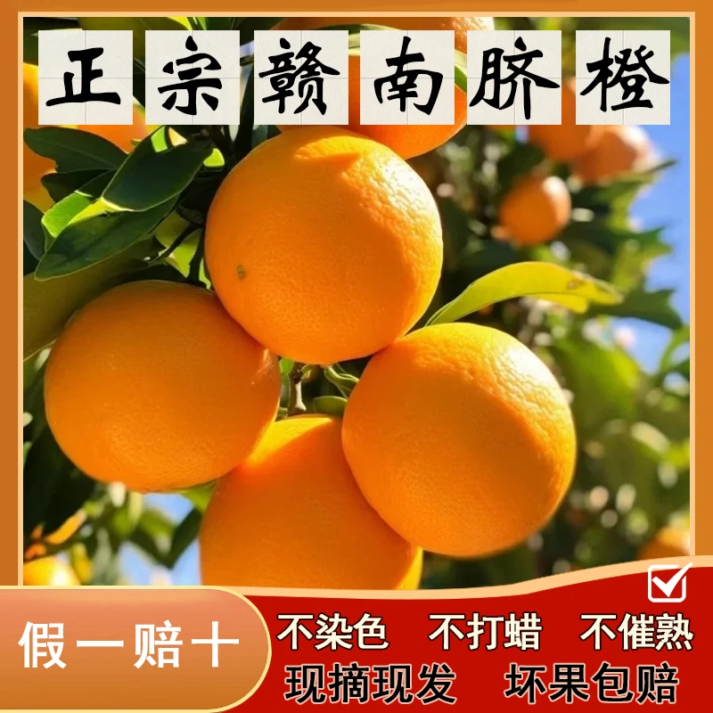 自家赣南脐橙现摘现发橙香浓郁皮薄肉甜