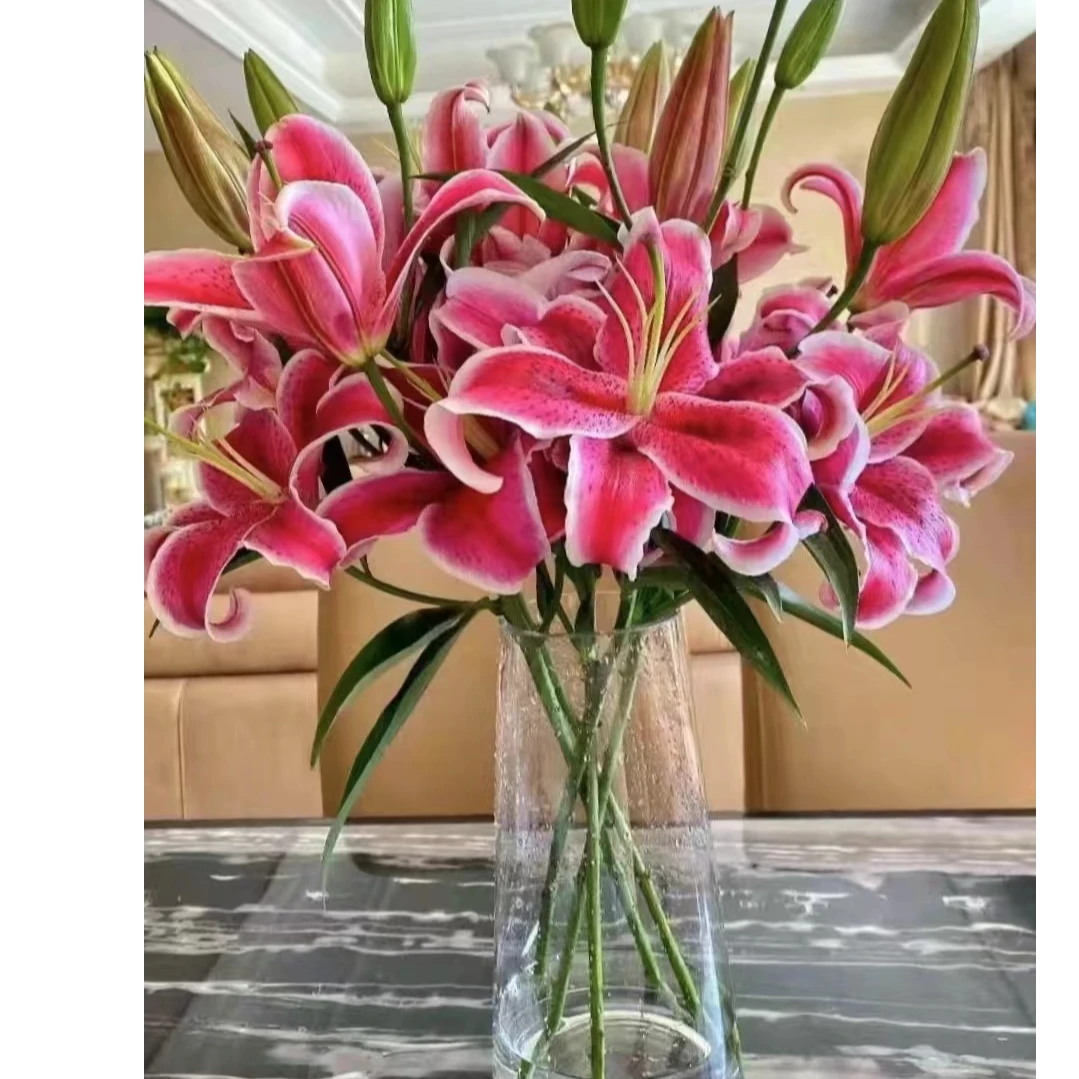 （优选）黑美人单辬香水百合