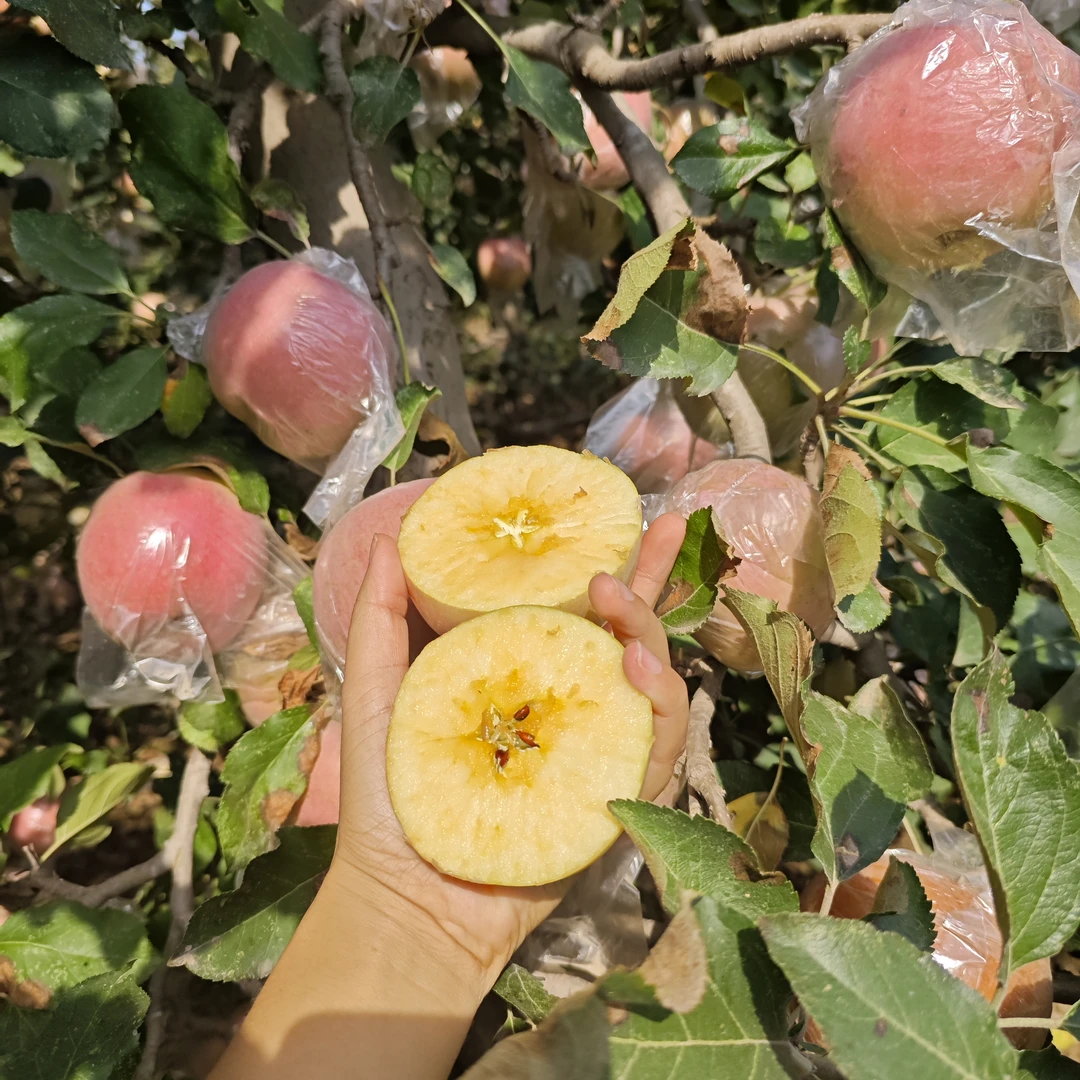 【不催熟不打蜡】陕西礼泉红富士冰糖苹果膜袋新鲜水果红富士当季
