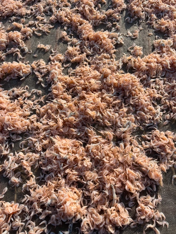 烟台养马岛野生虾皮淡干无沙开袋即食海鲜干货日晒