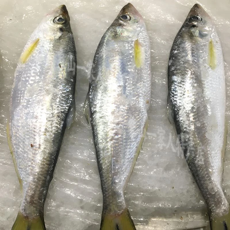 新鲜海捕白鳞鱼6斤（8-9两多每条）大小可选海鳓鱼码头产地直发速冻