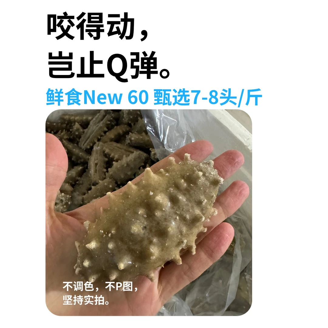 正宗大连即食海参｜鲜食New60｜深海底播辽刺参精选工厂直供Q弹口感