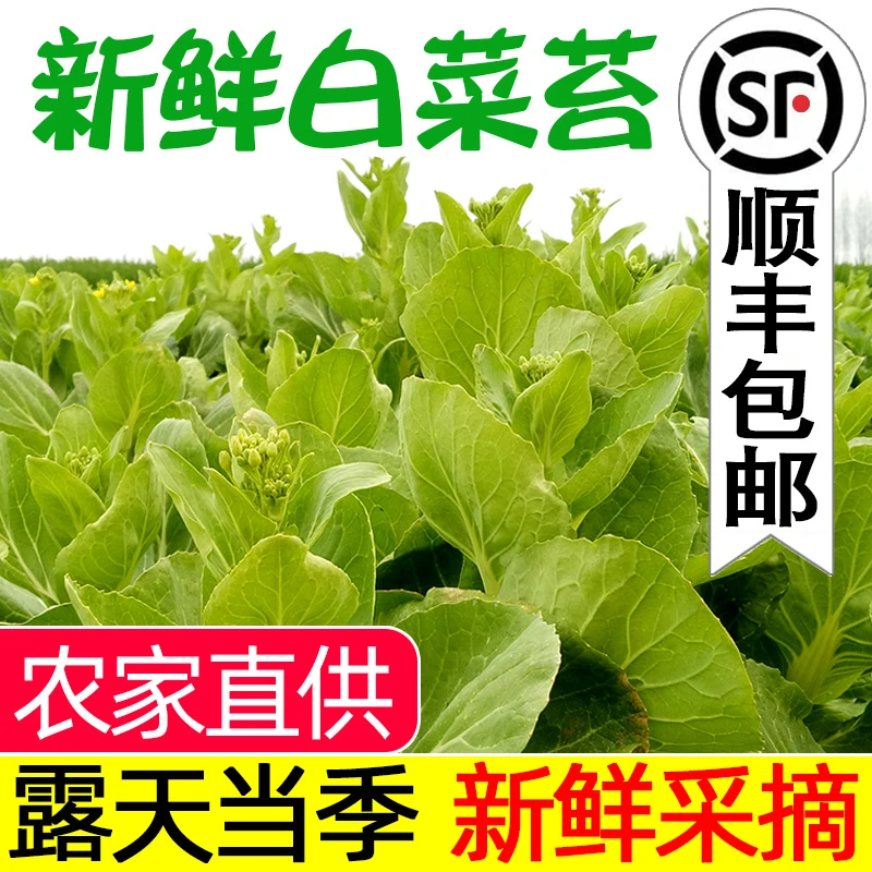【顺丰包邮】农家自种白菜苔新鲜嫩菜心青菜湖北菜薹当季蔬菜现摘