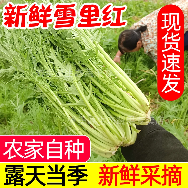 农家现摘雪里红雪菜新鲜雪里蕻腌菜湖北露天自种当季青菜应季蔬菜