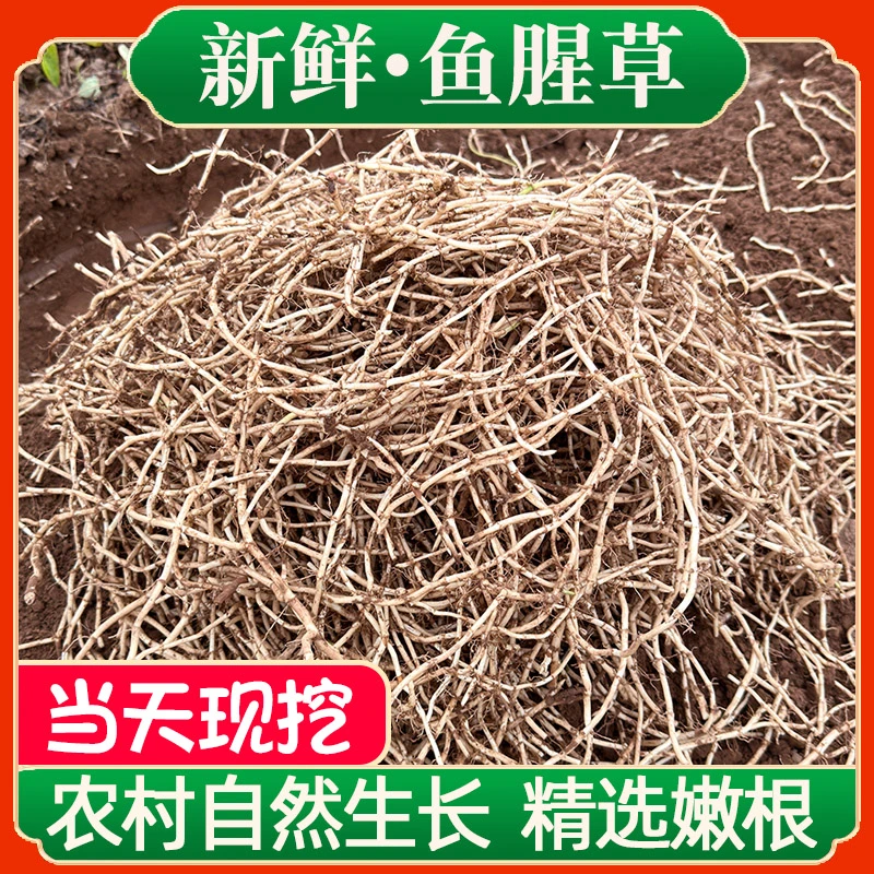【新根上市】农家现挖带泥鱼腥草折耳根新鲜嫩根嫩芽节儿根湖北蔬菜