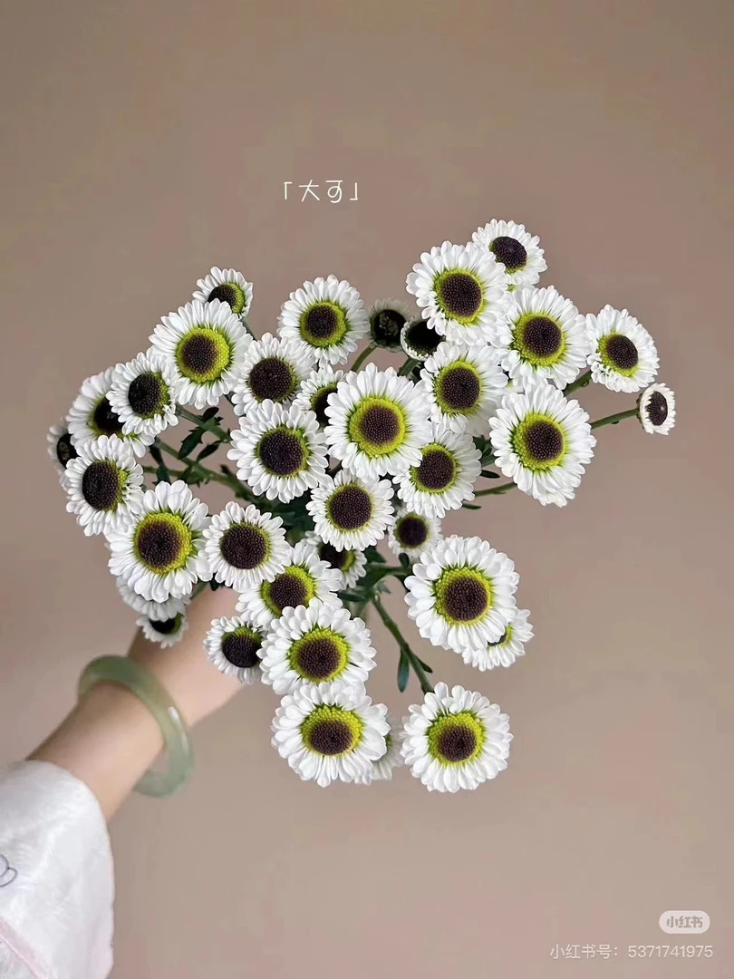 随机雏菊10支