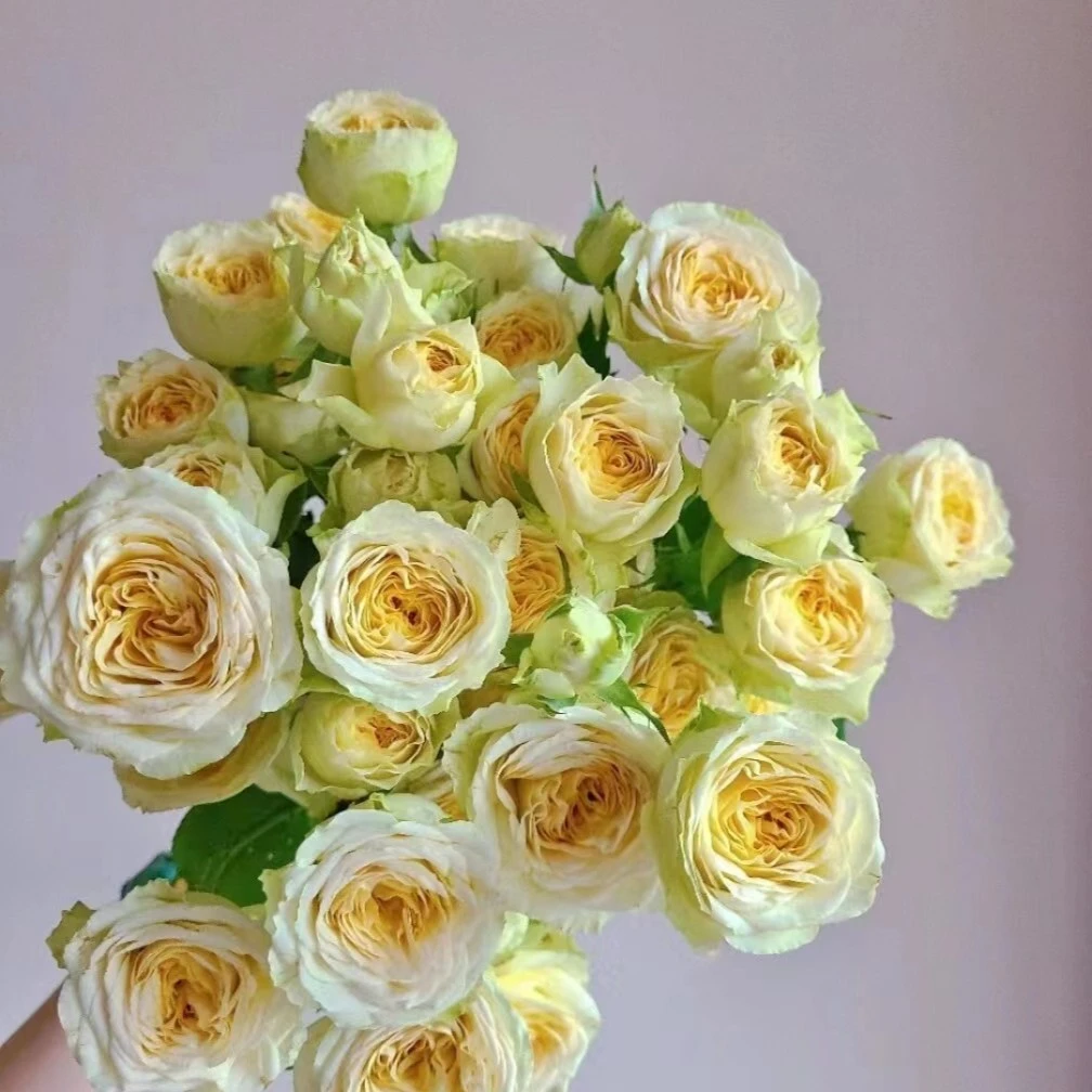 任意两单及以上京东/顺丰包邮10支牛油果多头玫瑰新鲜鲜花