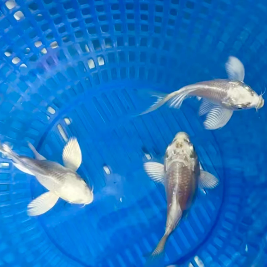 5条(6-8公分)瑕疵黑，红.白球体或短身蝴蝶鲤狮子头