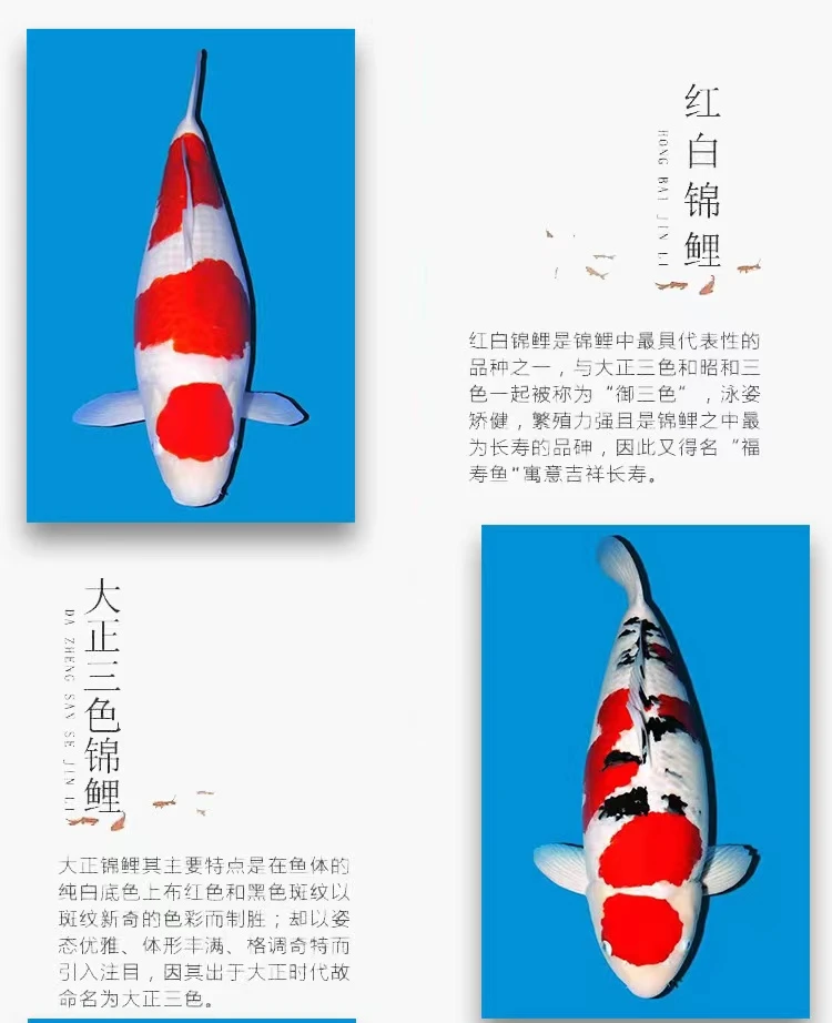 35-40公分直播甄选血统观赏鱼锦鲤鱼红白大正锦鲤