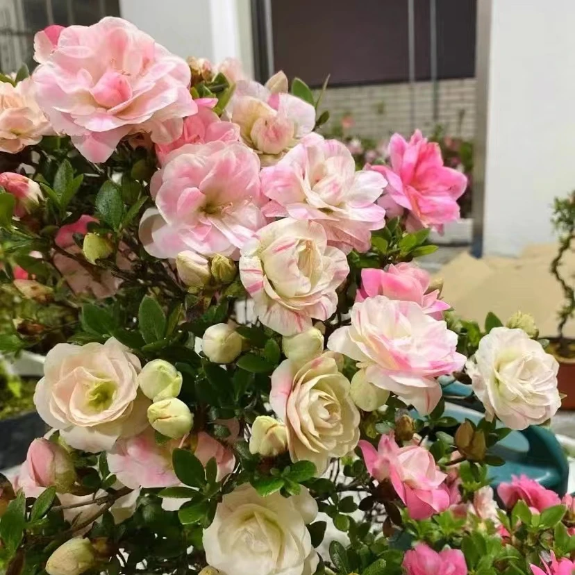 品种皋月杜鹃一物一拍链接