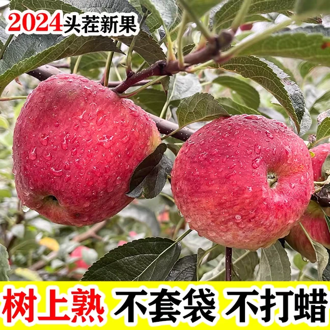 丑苹果水果新鲜整箱当季糖心苹果绍通原产地甄选