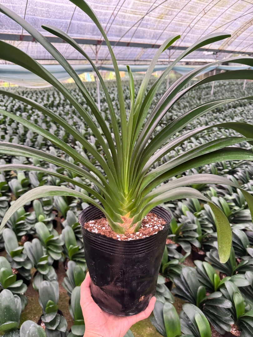 君子兰精品花圃大苗发(18叶起)四季常青观叶绿植室内种植盆景植物