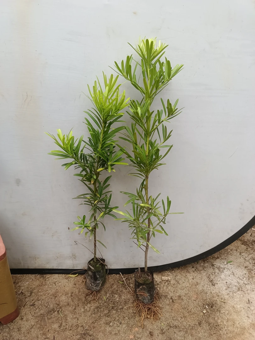 台湾罗汉松树苗 罗汉松小苗 造型盆栽罗汉松观赏植物 绿化 庭院树