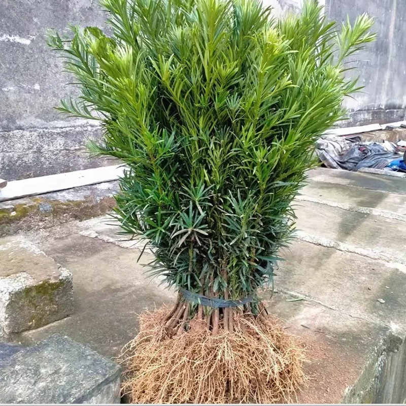 罗汉松小苗盆栽树苗米叶小叶雀舌罗汉松地栽庭院阳台常青可造型