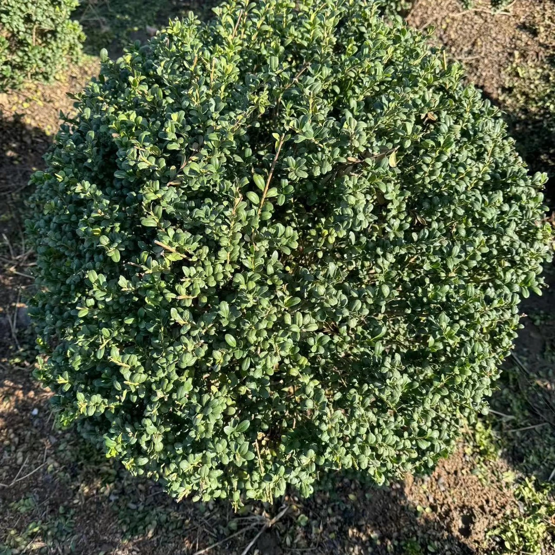 龟甲冬青球庭院别墅花镜花卉苗木基地发货一物一拍可直播选苗球圆