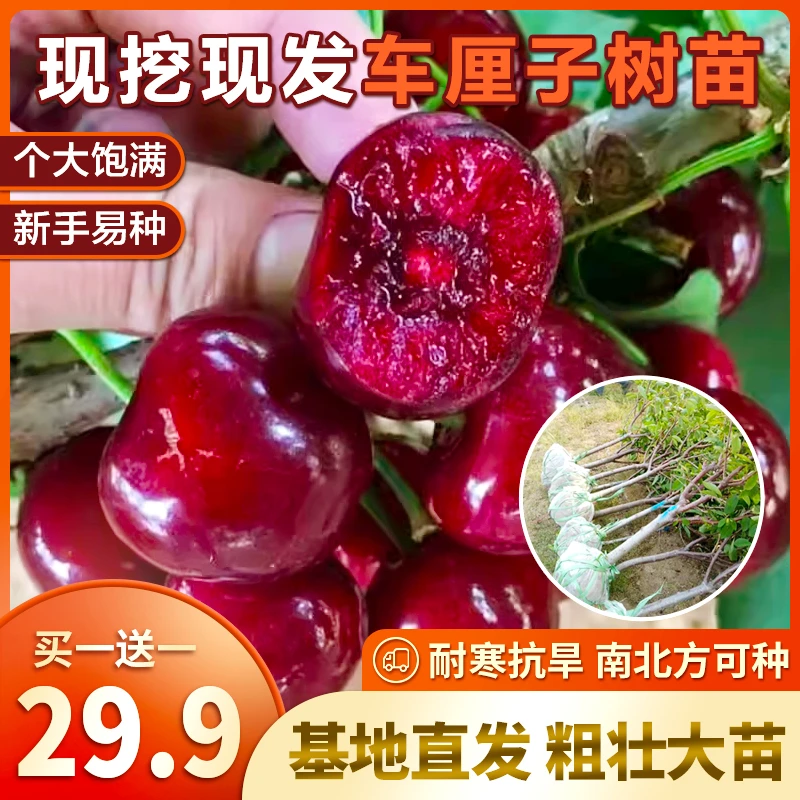 正宗樱桃树苗嫁接樱桃树苗车厘子樱桃树南方北方盆栽庭院果树矮化