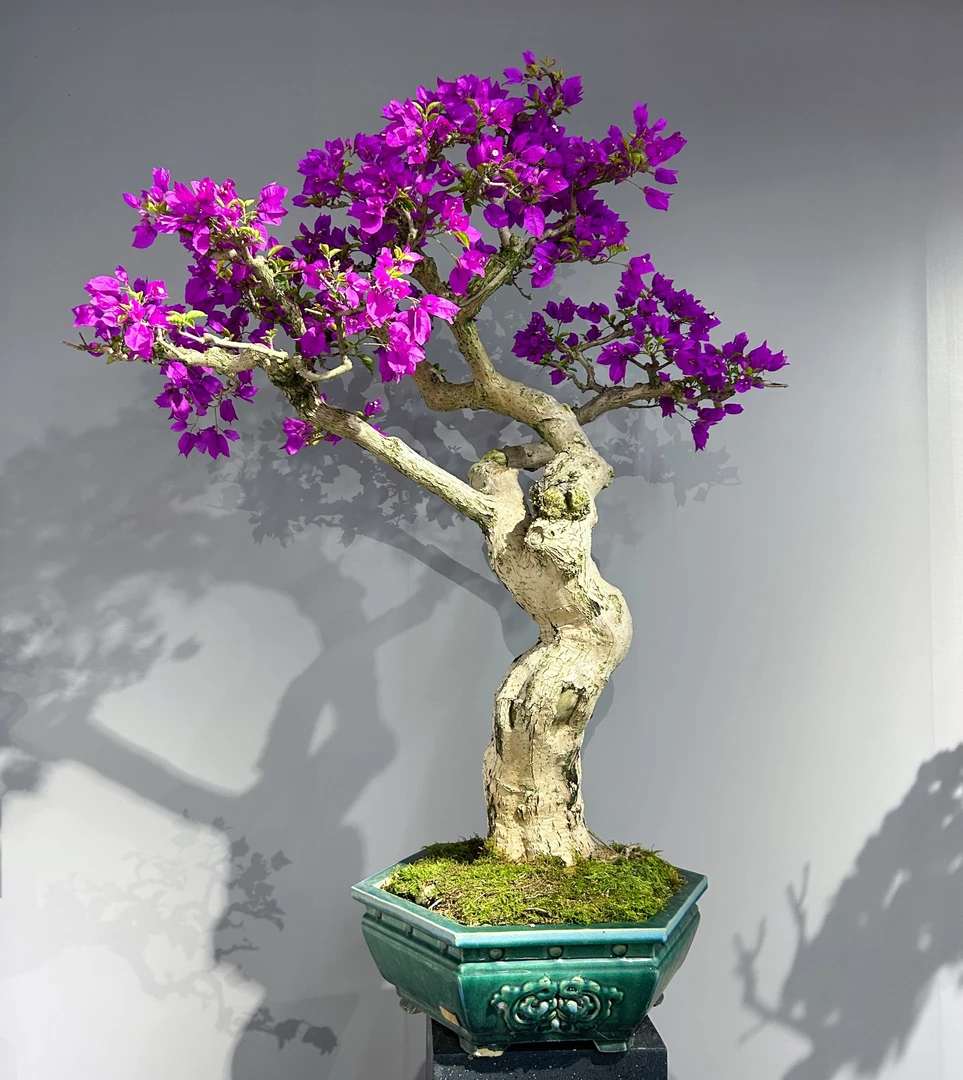 精品老桩小叶紫三角梅盆景阳台室内茶空间造景摆放