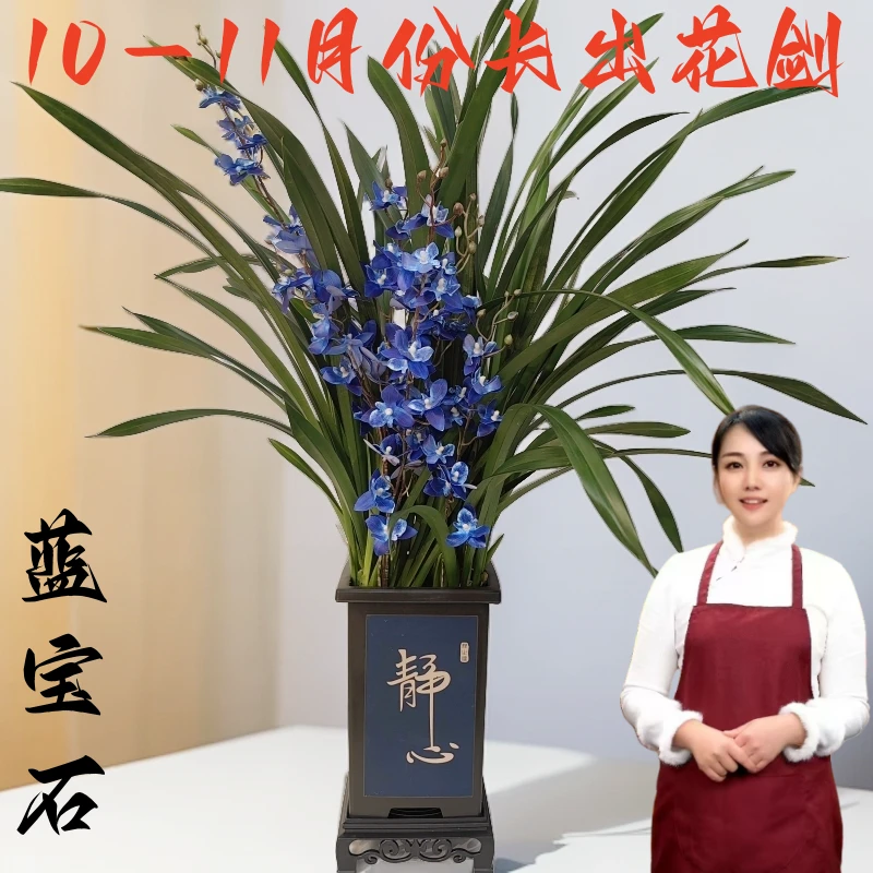 精品高端建兰【蓝宝石】浓香型兰花盆栽四季翠绿精选好养活植物花卉