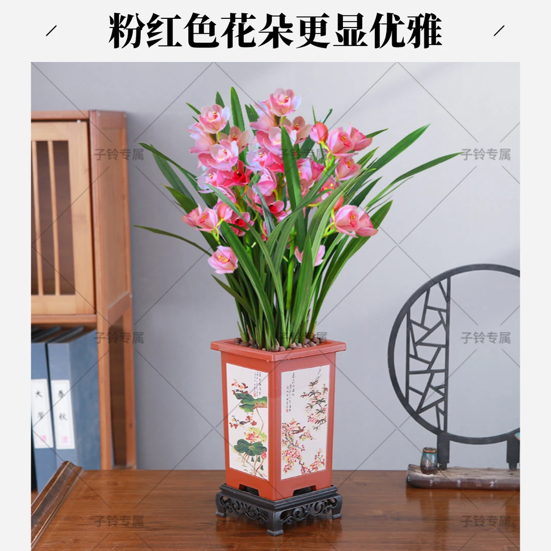 四大名兰【香贵妃】正宗精选粉红兰花苗浓香型室内盆栽植物养护香味