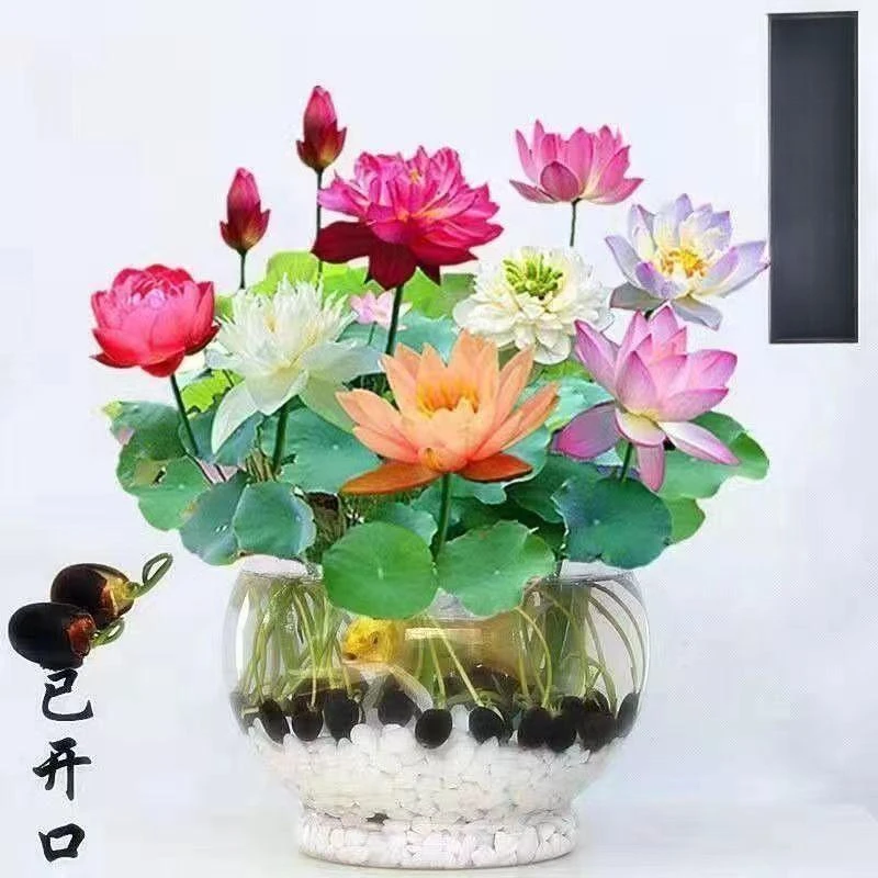 碗莲种子四季开花水培水草植物睡莲室内好养盆栽鱼缸造景